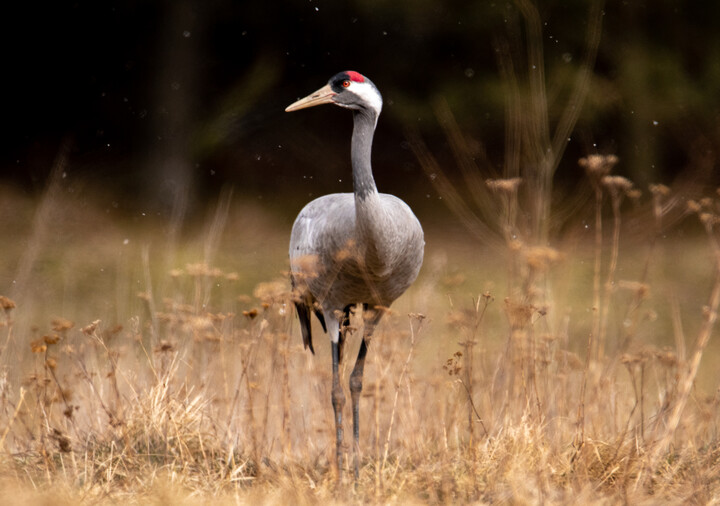 Żuraw (Grus grus) (Kwiecień 2021)