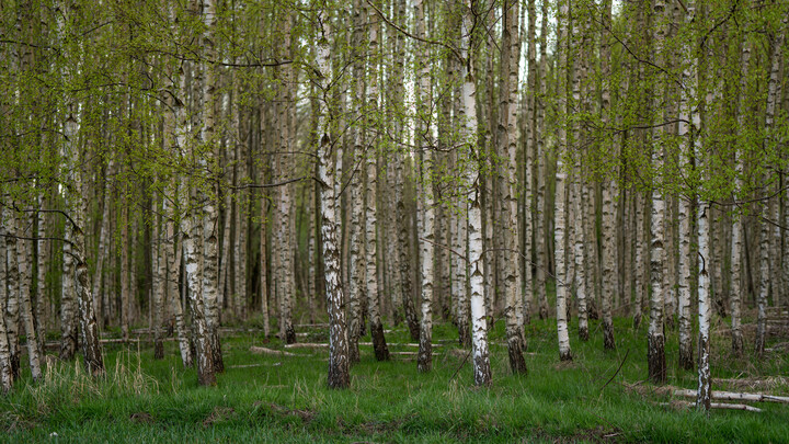 Brzózki (Maj 2021)