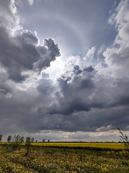 Żuławy (Maj 2021)