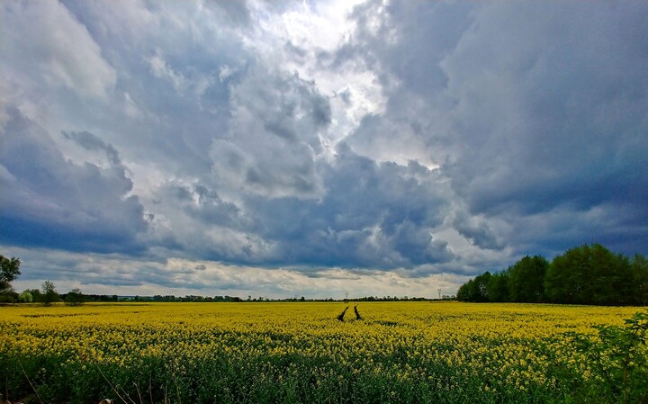 Burza nad rzepakiem