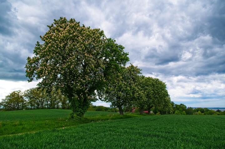 Aleja kasztanowa (Maj 2021)