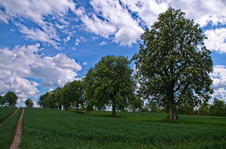 Gdy zakwitną kasztany (Maj 2021)