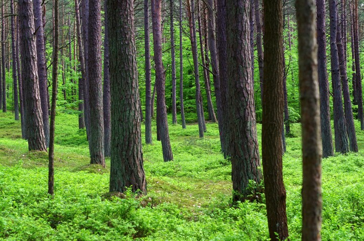 Majowa zieleń (Maj 2021)