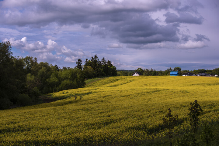 Pole pełne zapachu