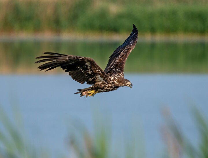 Młody bielik (Haliaeetus albicilla) (Lipiec 2021)