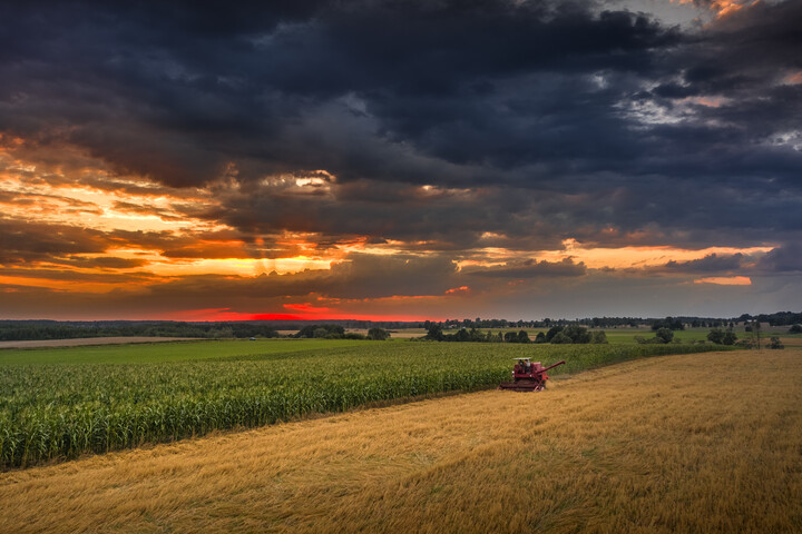 Żniwa 2021 (Sierpień 2021)