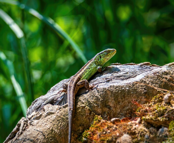 Jaszczurka zwinka (Lacerta agilis)