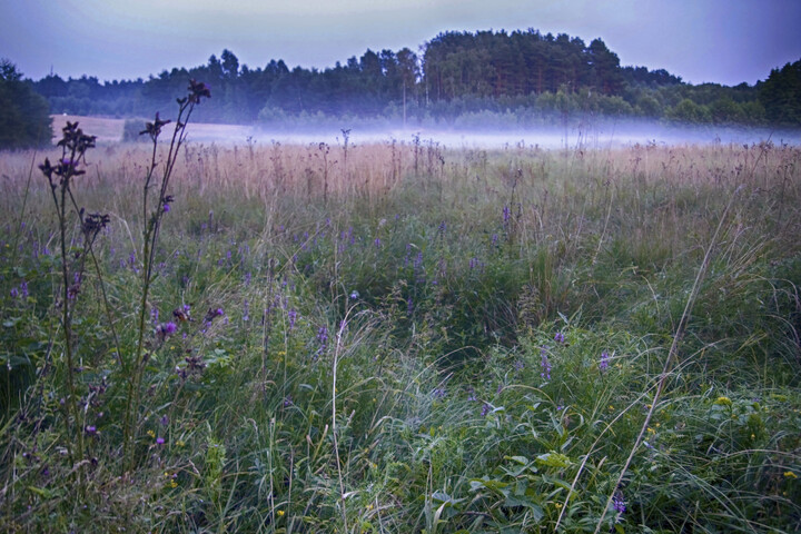 Poranek na łące. (Sierpień 2021)