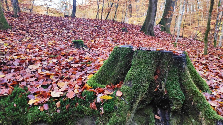 Leśna ośmiornica