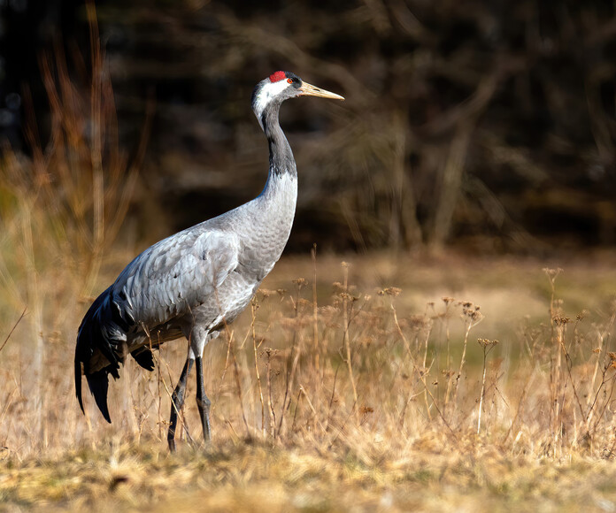 Żuraw (Grus grus) (Luty 2022)