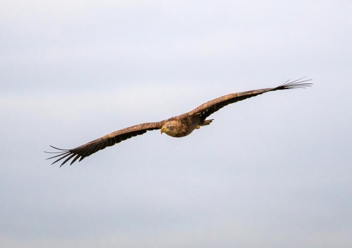 Król przestworzy (Bielik Haliaeetus albicilla) (Marzec 2022)