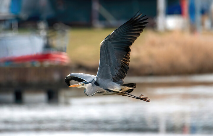 Czapla siwa (Ardea cinerea) (Marzec 2022)