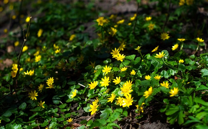 Wiosenne kwiatki (Kwiecień 2022)