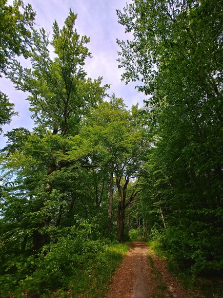 Wiosenna zieleń (Maj 2022)