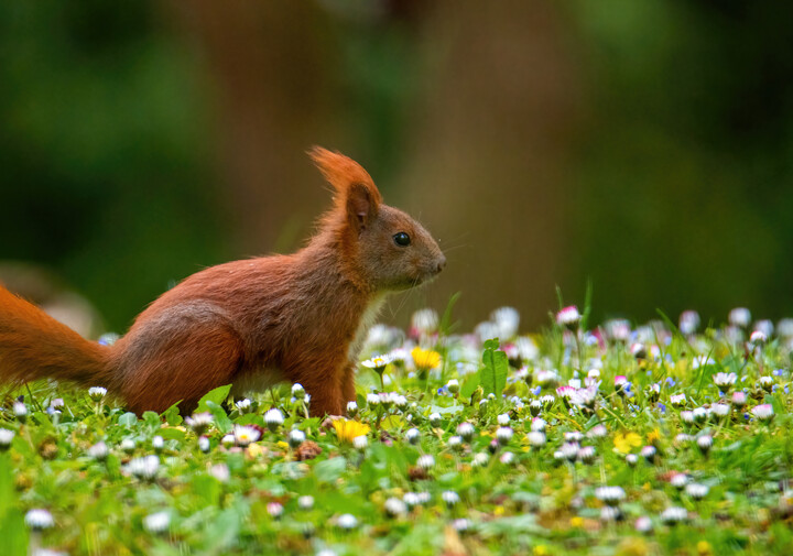 Wiosenna wiewiórka