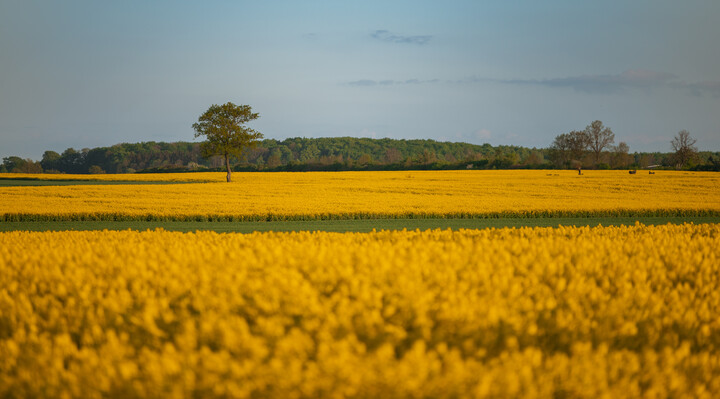 Sielanka. (Czerwiec 2022)