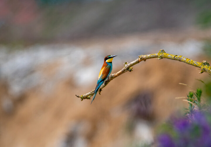 "Rajski ptak"  (Żołna Merops apiaster)