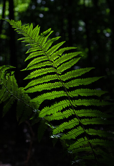 Spacer po lesie i fotografowanie roślin na które świeci słońce przez korony drzew
