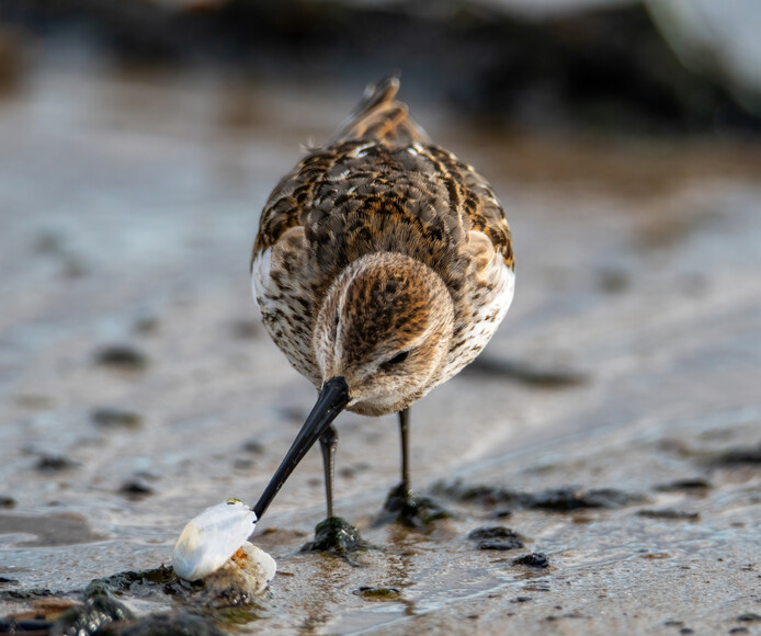 Biegus zmienny (Calidris alpina) (Wrzesień 2022)