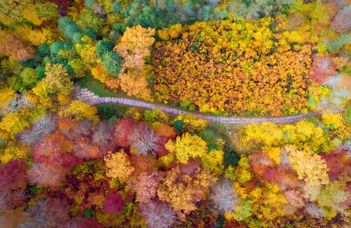 Jesienna droga w złotym lesie