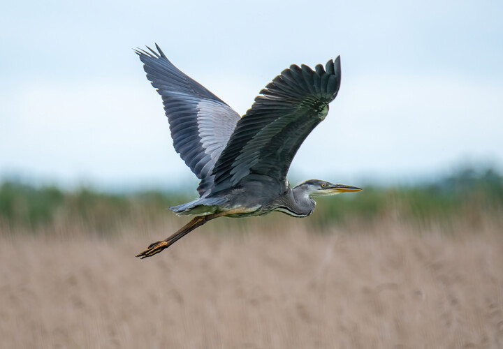 Czapla siwa (Ardea cinerea) (Październik 2022)