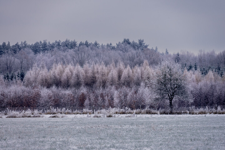 zimy las (Grudzień 2022)