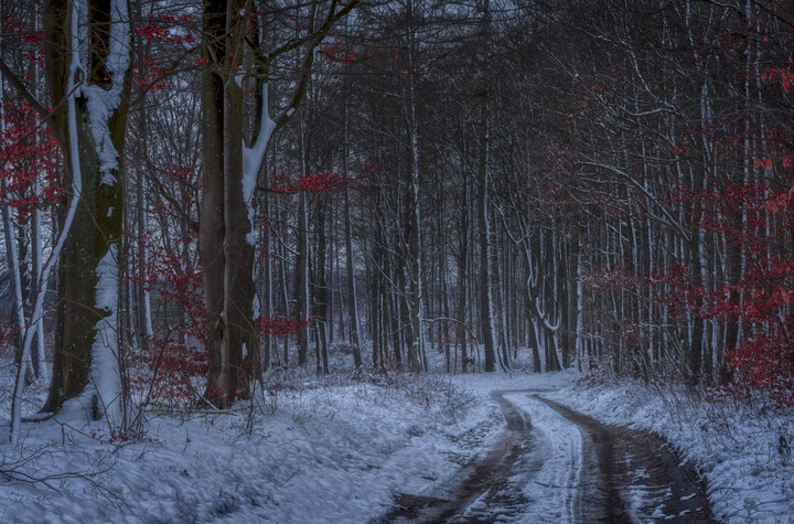 Zimowy las.