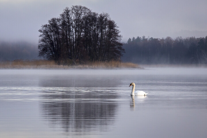 Samotny łabędź (Marzec 2023)