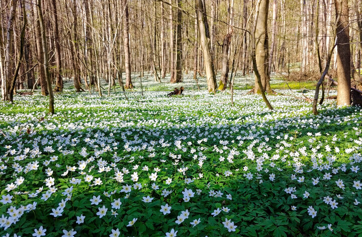 W lesie znów biało (Kwiecień 2023)