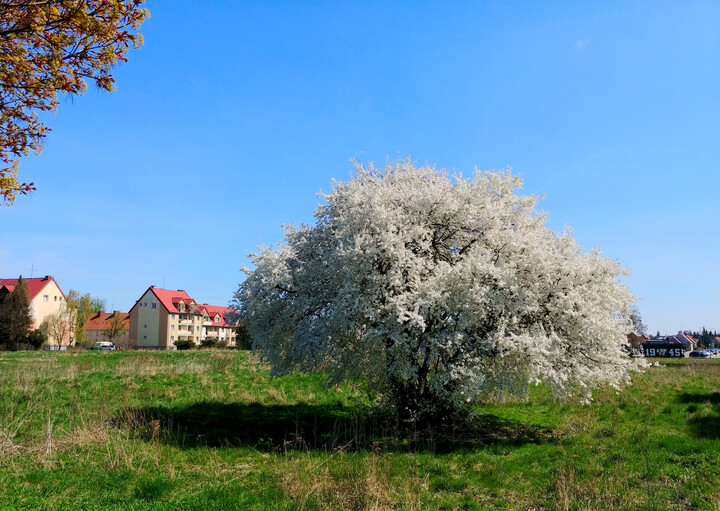 Puchowa kula (Kwiecień 2023)