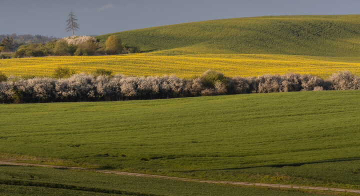 Wiosna. (Maj 2023)