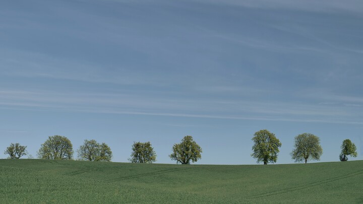 Wiosenna zieleń (Maj 2023)