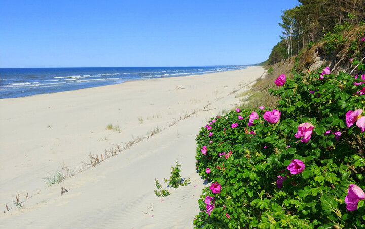 Dzikie róże na dzikiej plaży (Czerwiec 2023)
