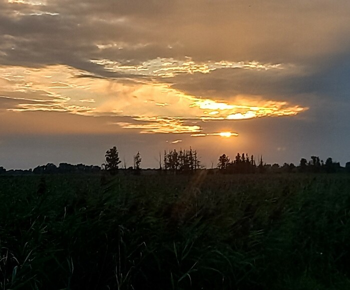 Szuwary o zachodzie (Sierpień 2023)