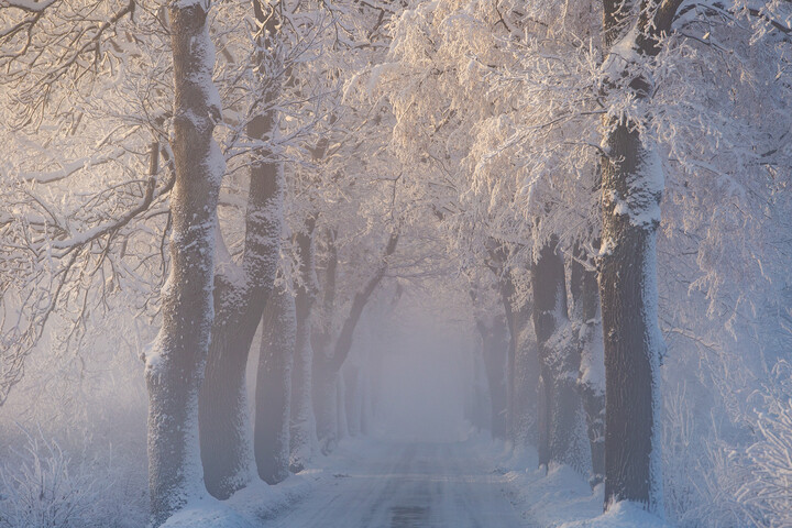Zimowy ,mglisty poranek (Grudzień 2023)