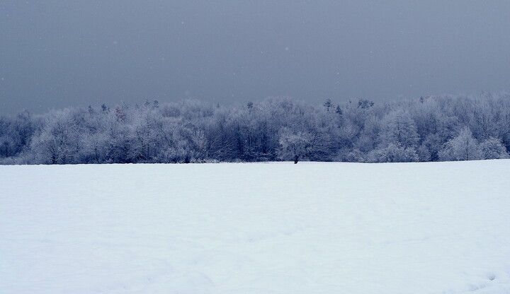 Śnieg (Grudzień 2023)