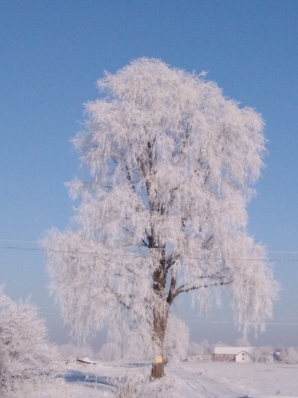 Drzewo w zimowej szacie