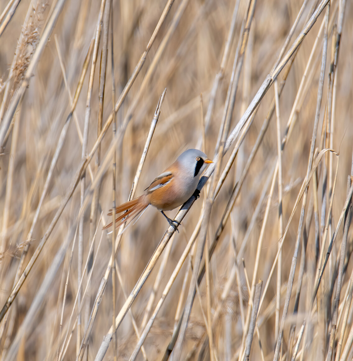 Wąsatka (Panurus biarmicus)