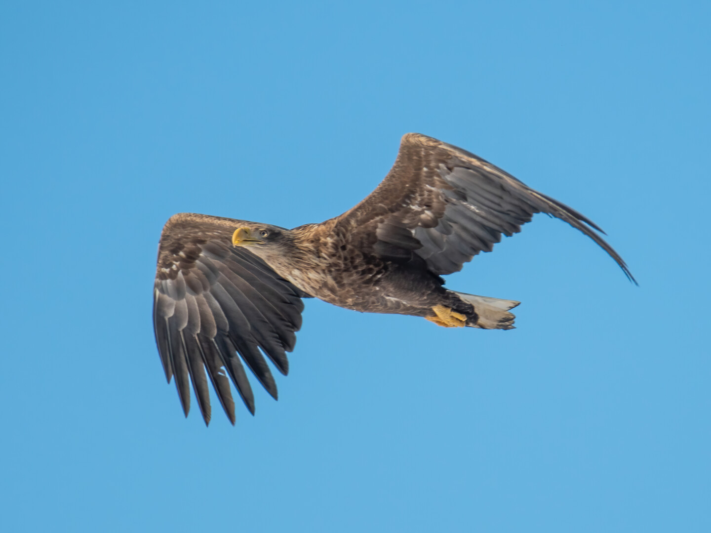 Bielik (Haliaeetus albicilla)