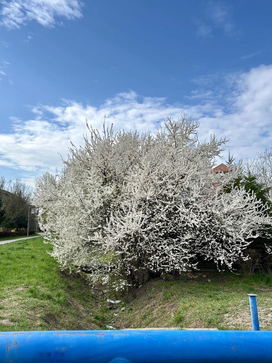 wiosna w mieście