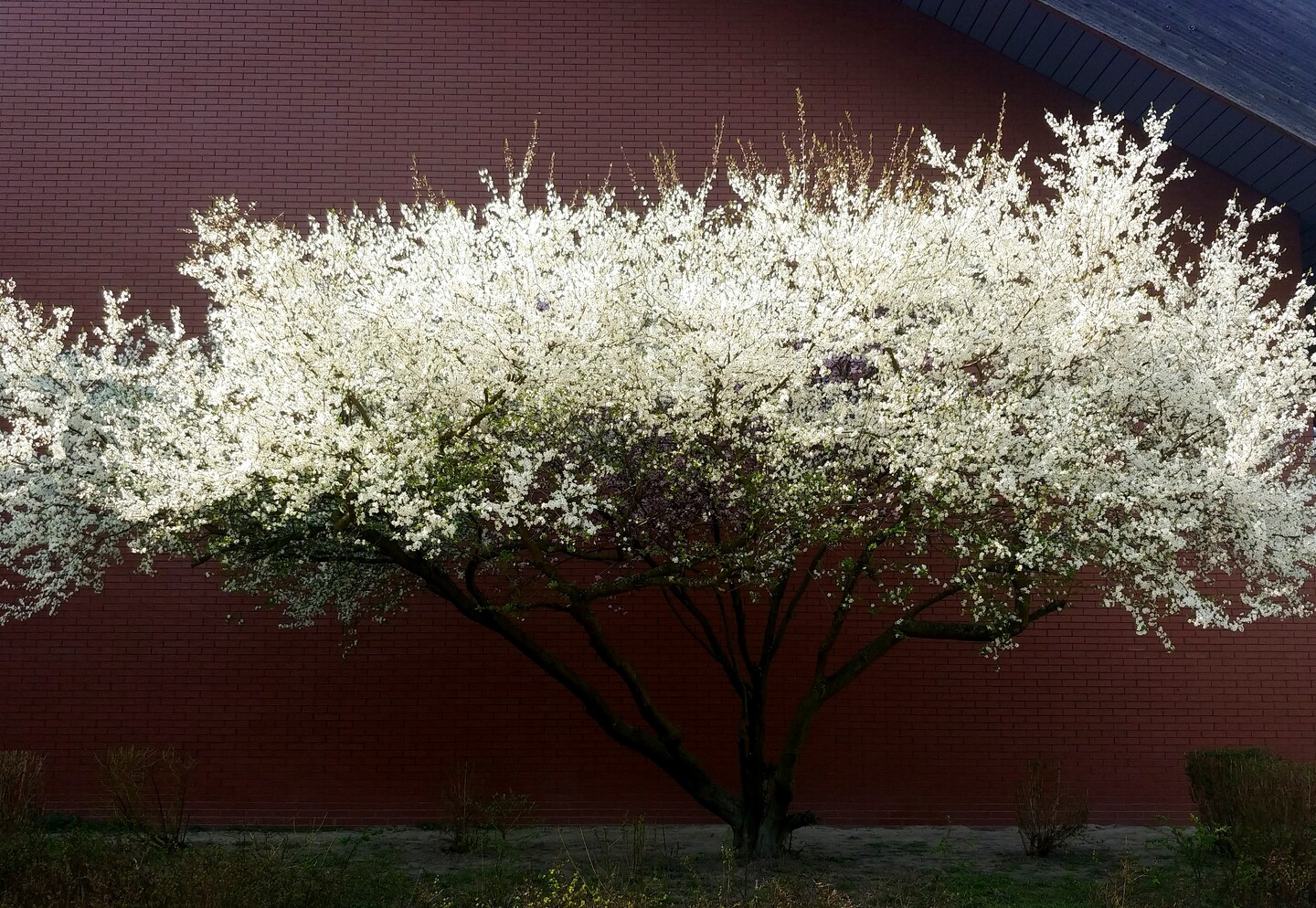 Wata cukrowa