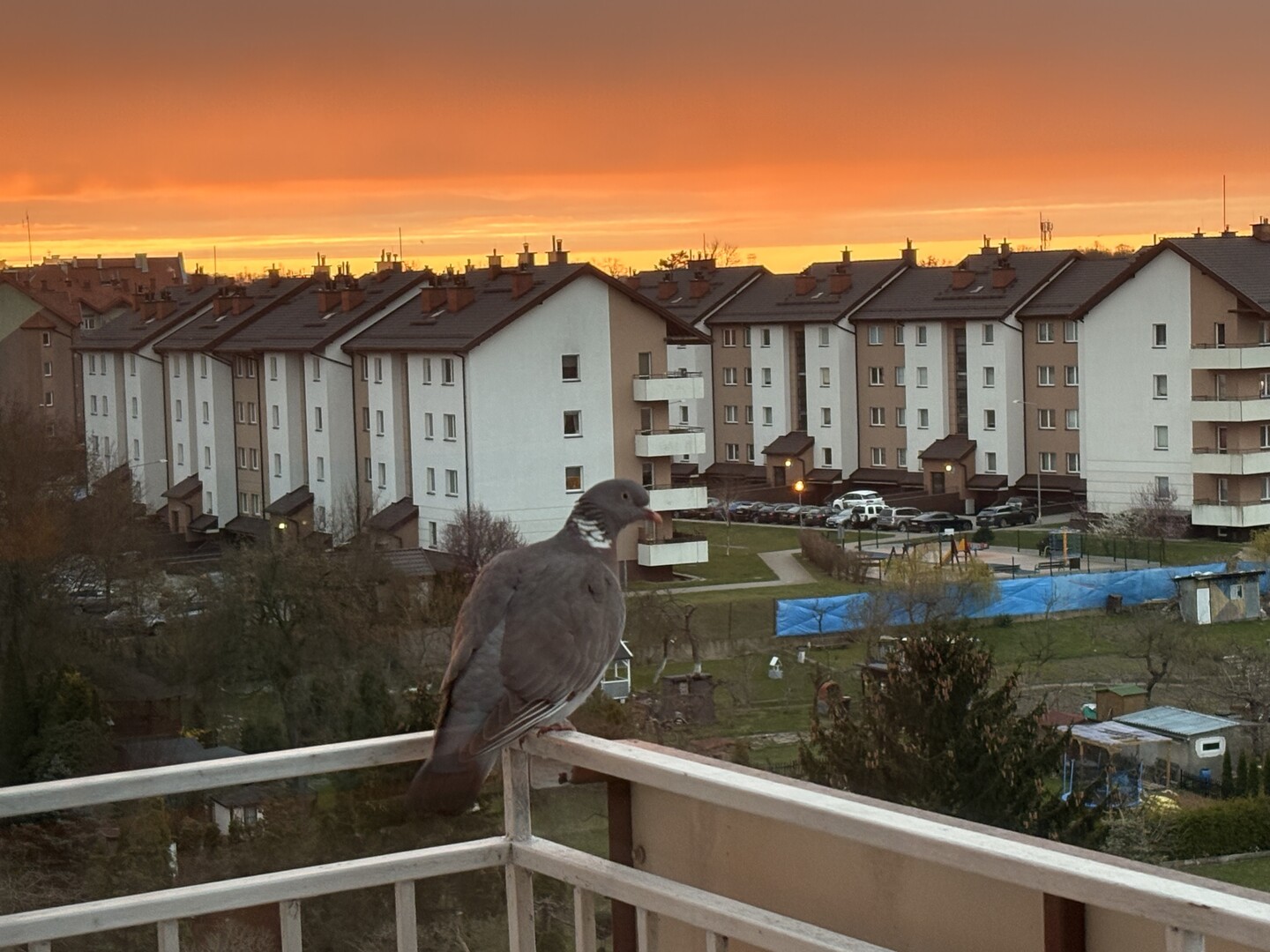 Burning Pigeon