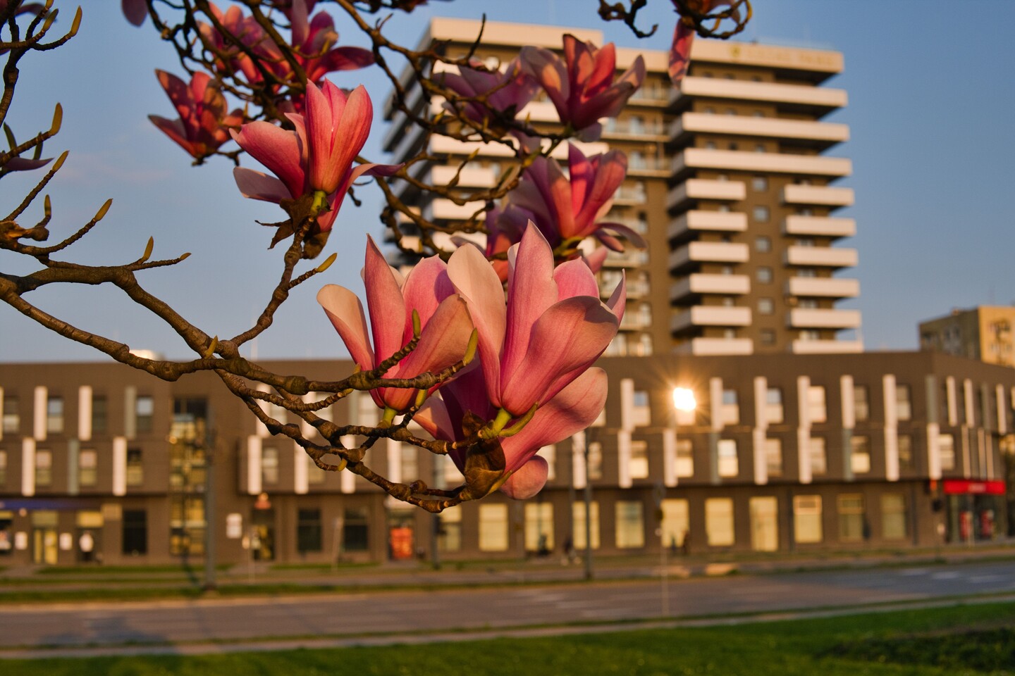 Czas magnolii