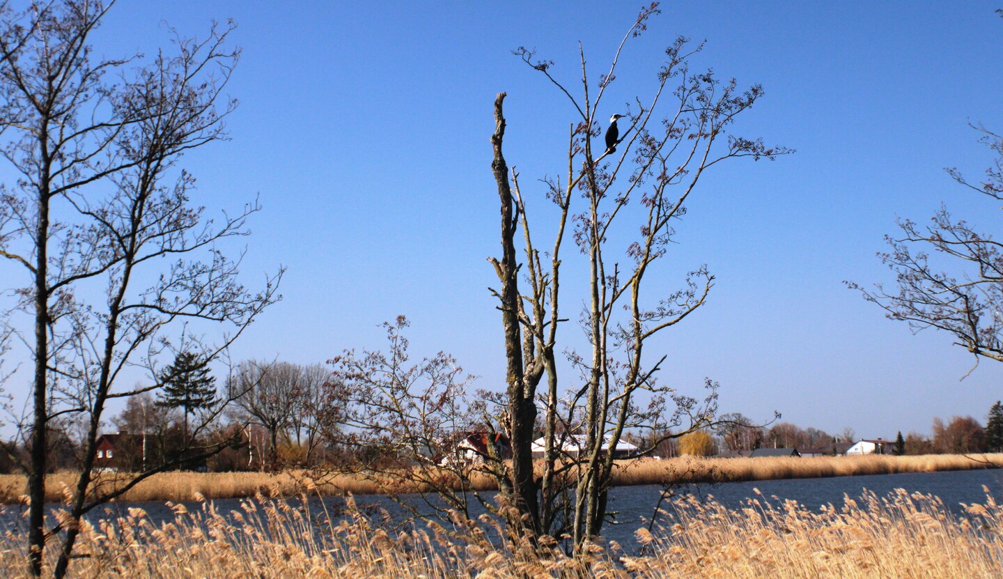Kormoran.