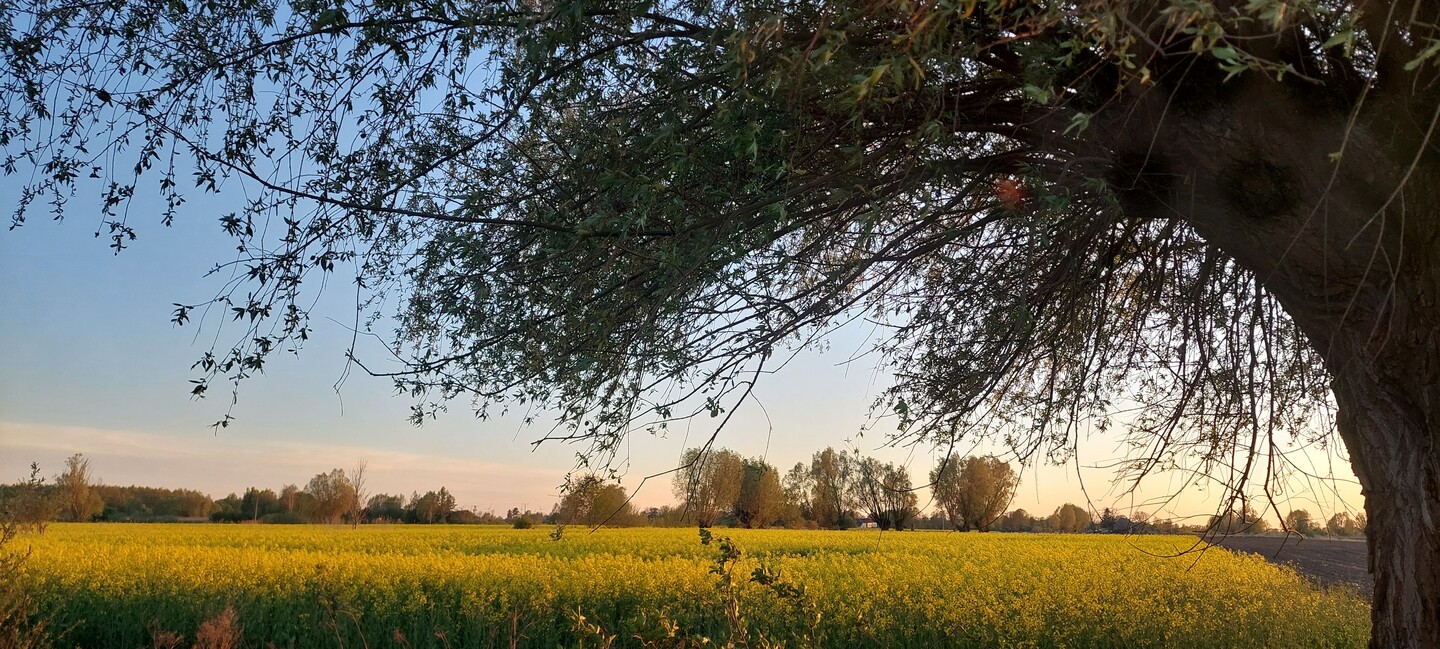 Żuławy