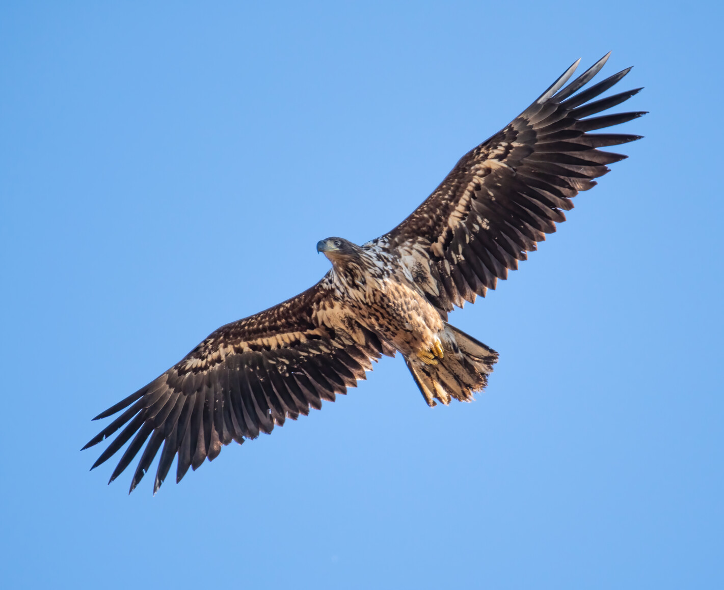 Bielik (Haliaeetus albicilla)