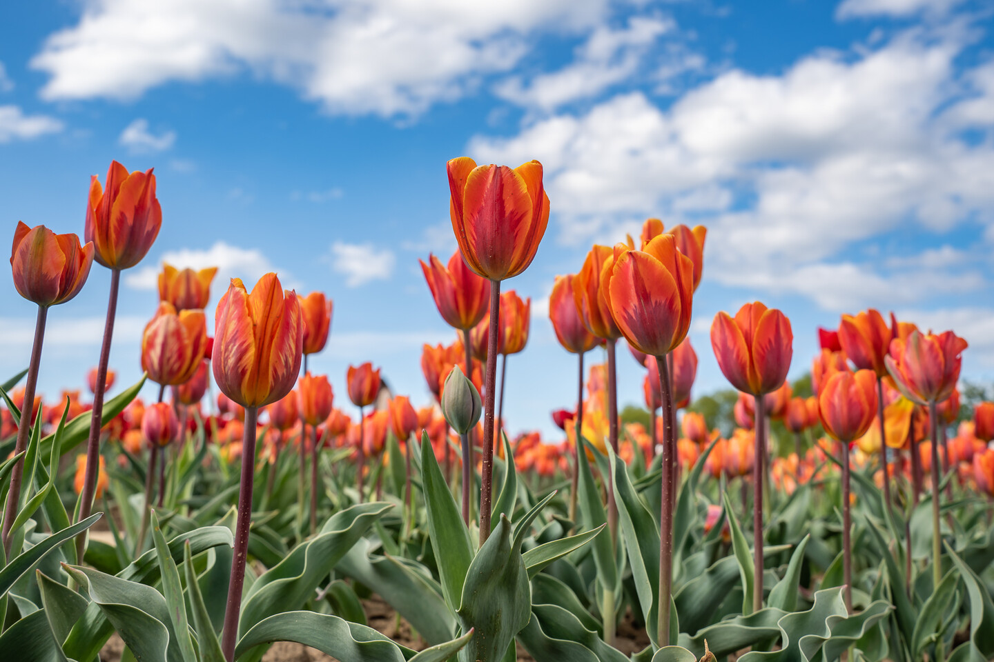 O rany, tulipany