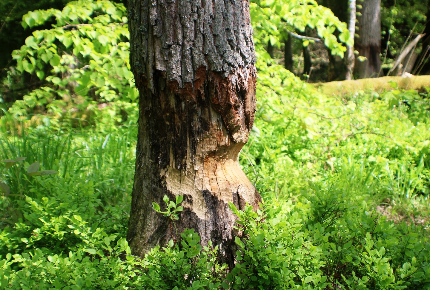 Bobrowany pień.