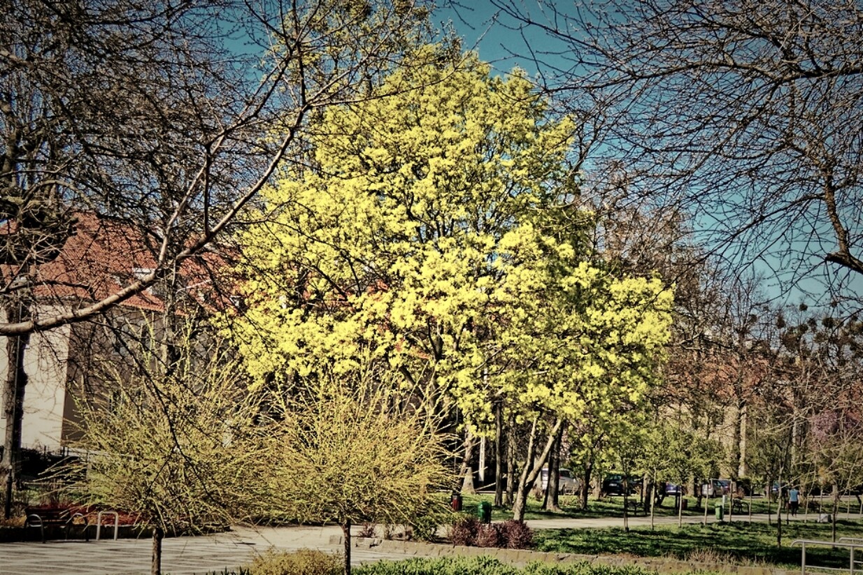 Elbląg  D