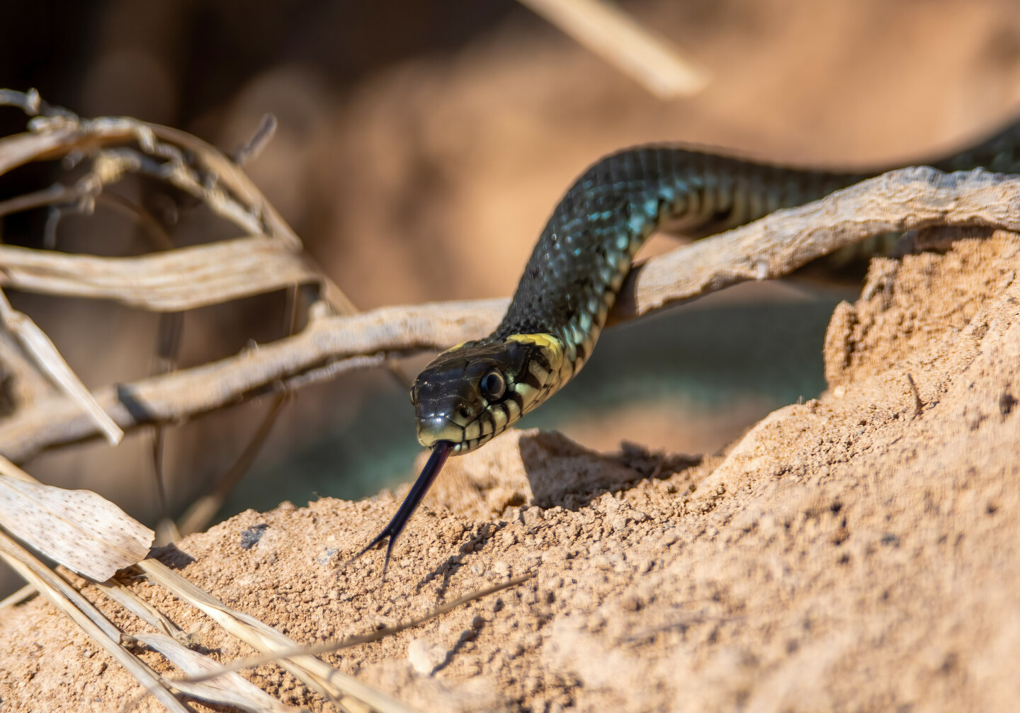 Zaskroniec (Natrix Natrix) (Sierpień 2025)
